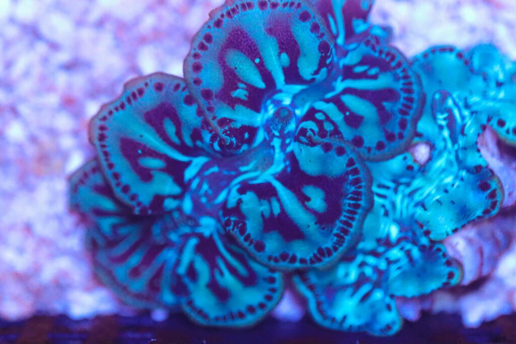 Frag Box Corals
