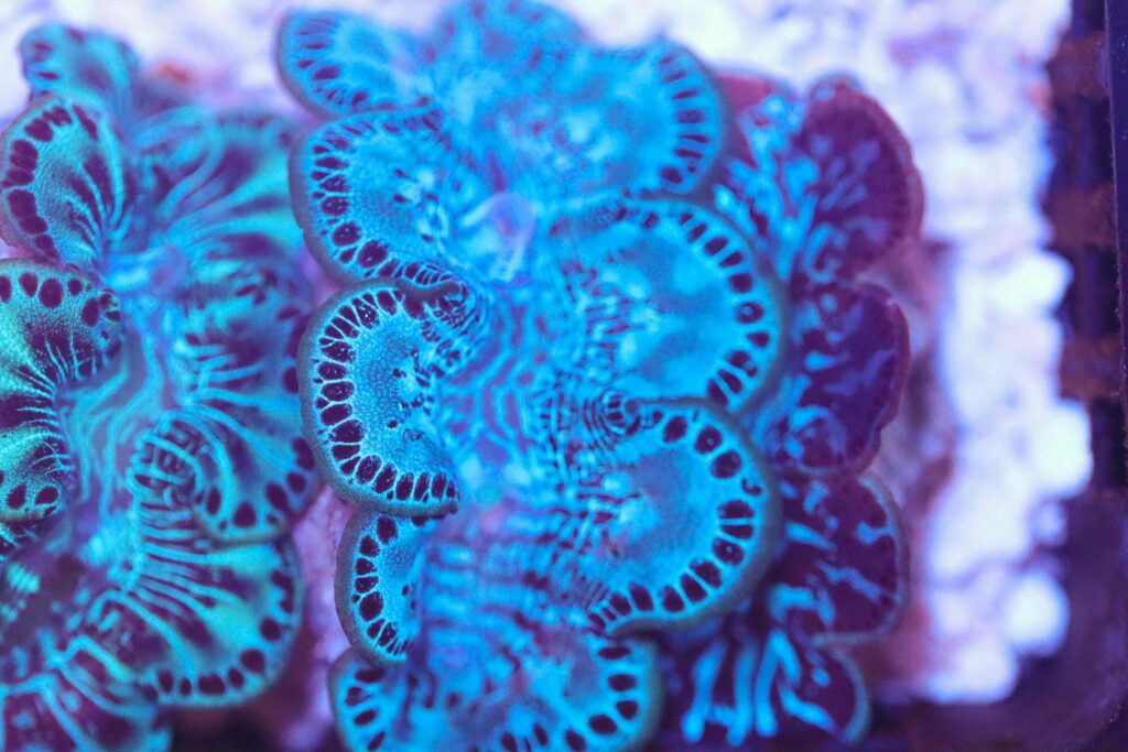 Frag Box Corals
