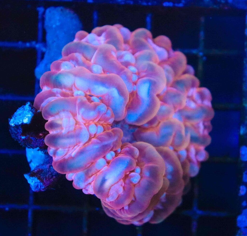 Frag Box Corals