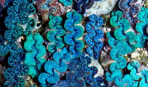 Frag Box Corals