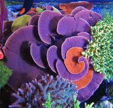 Frag Box Corals