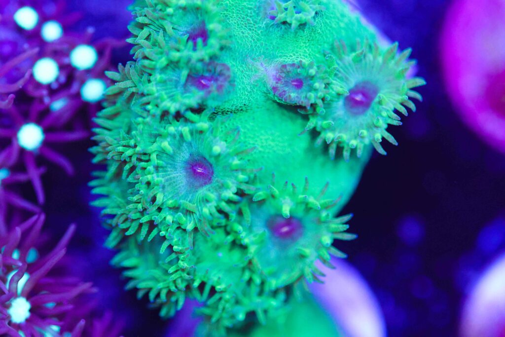 Frag Box Corals