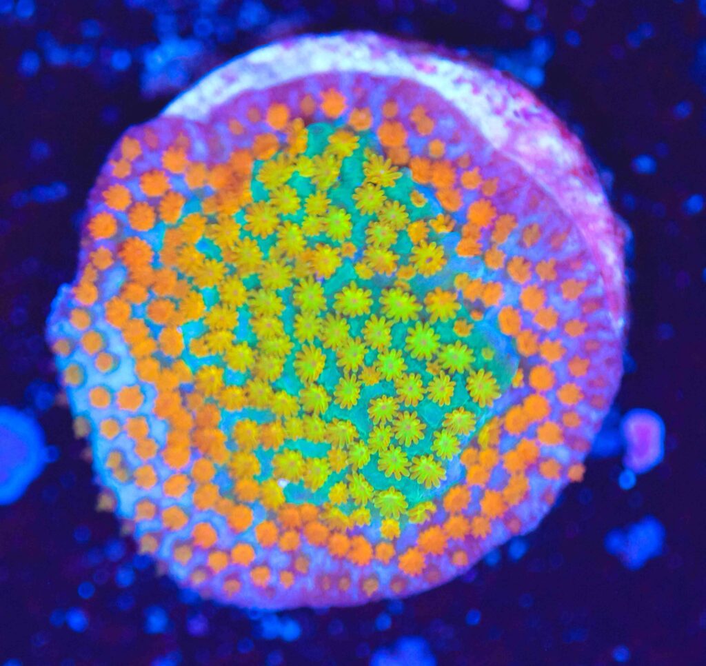 Frag Box Corals