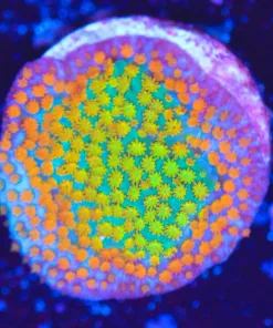 Large Rainbow Montipora Frag (SH)
