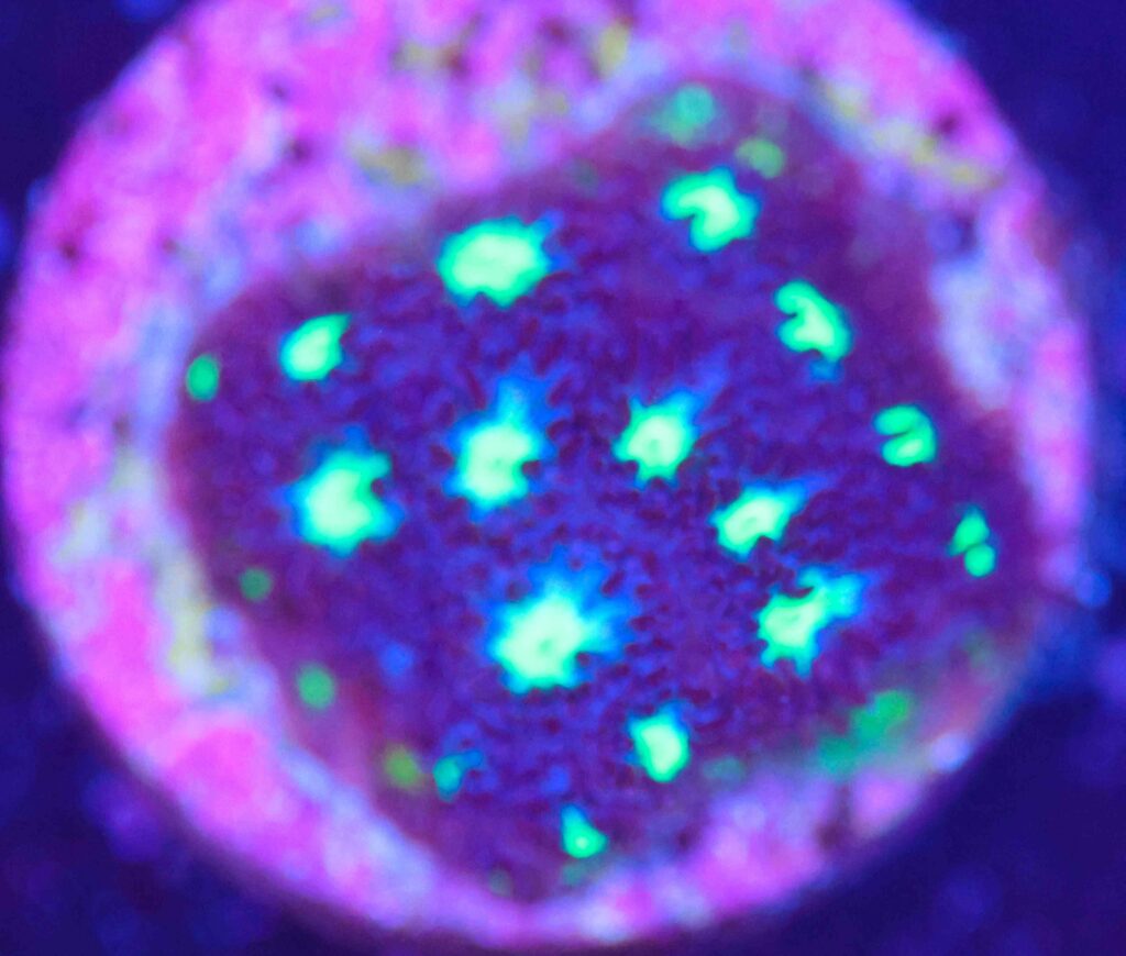 Frag Box Corals