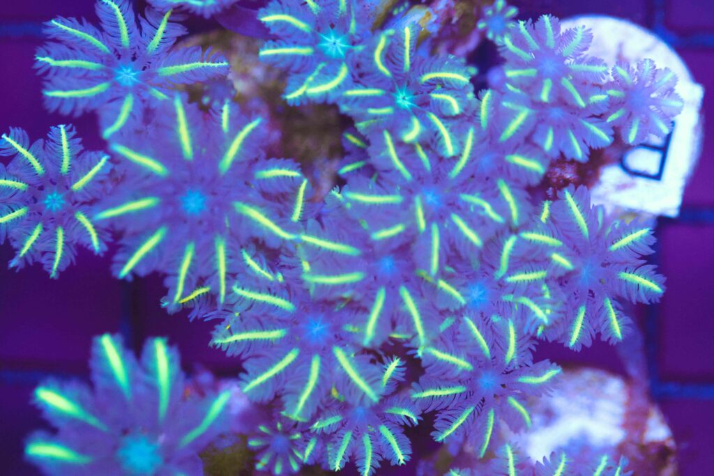 Frag Box Corals