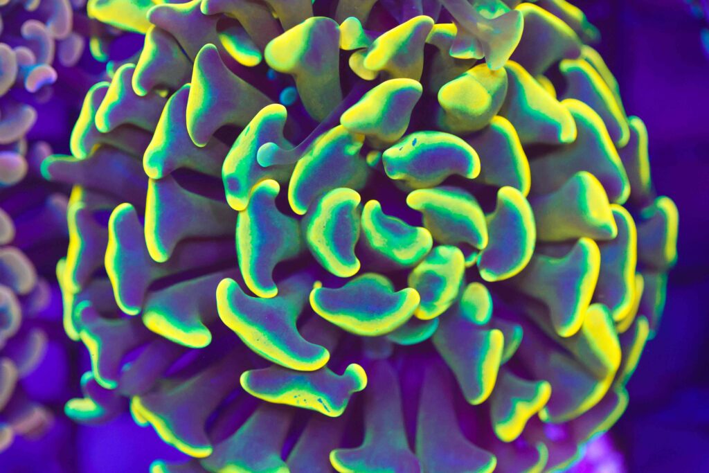 Frag Box Corals