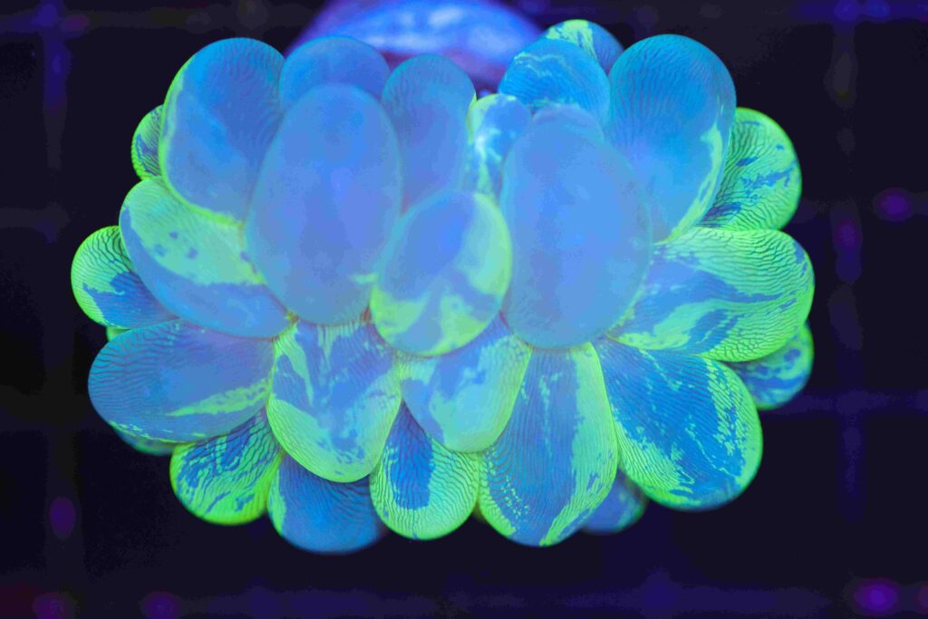 Frag Box Corals