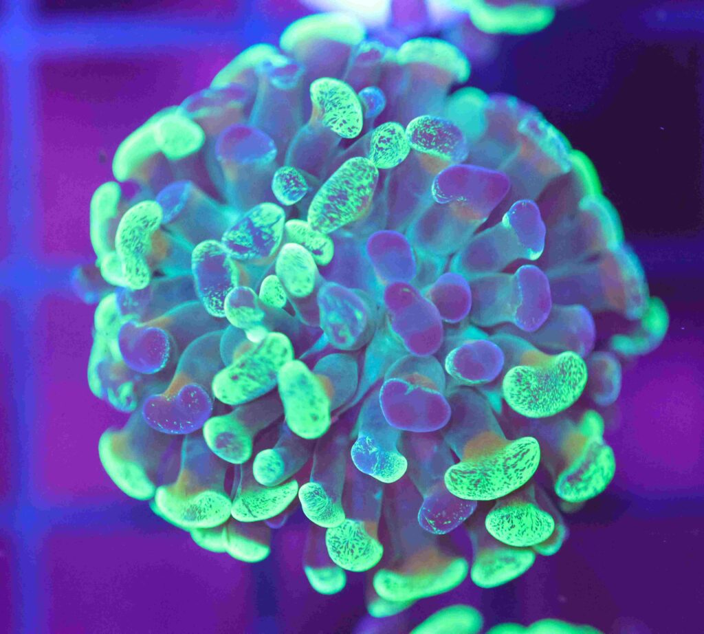 Frag Box Corals
