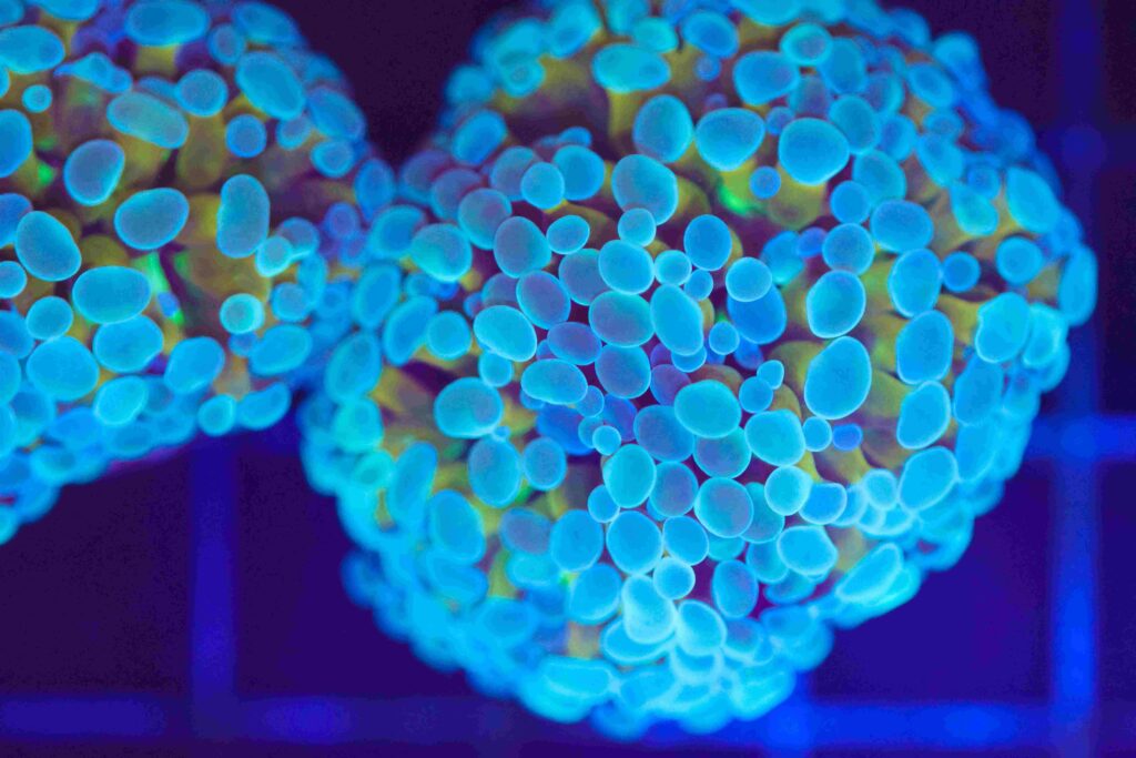 Frag Box Corals