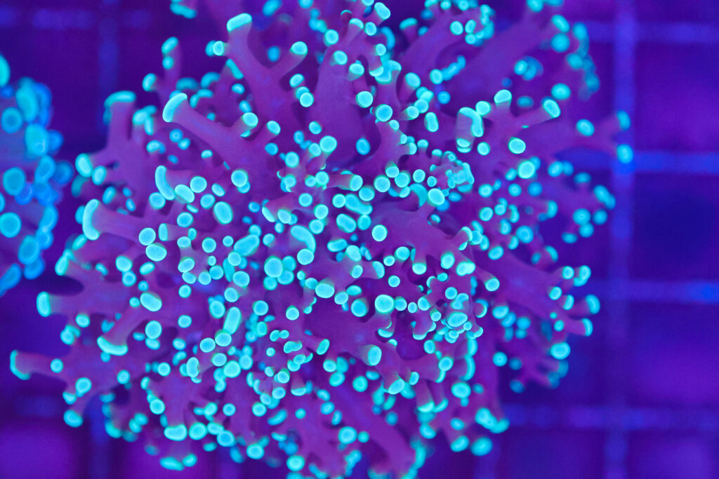 Frag Box Corals
