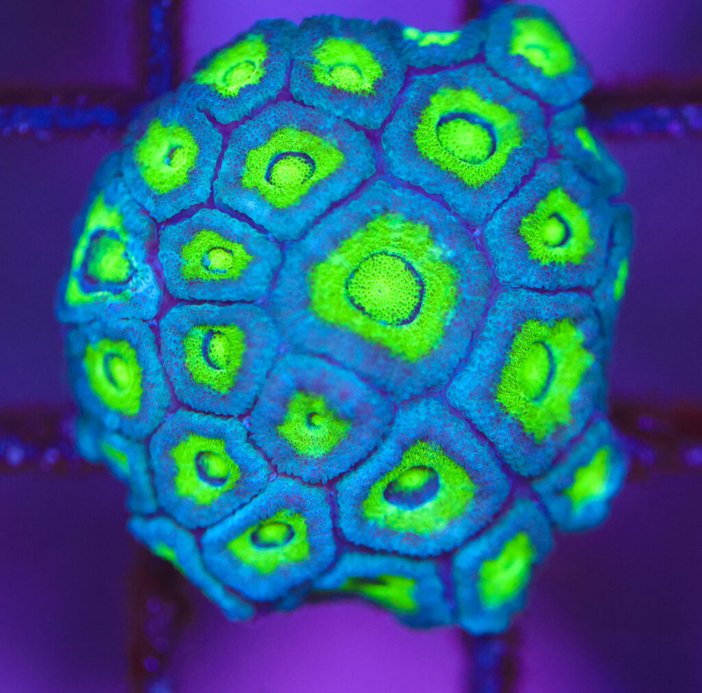 Frag Box Corals