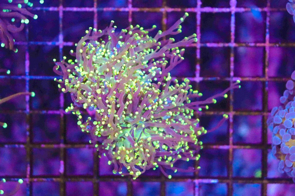 Frag Box Corals