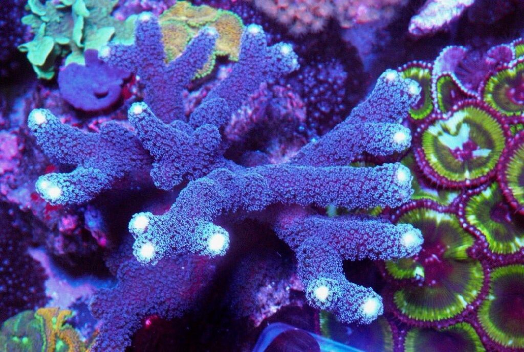 Frag Box Corals