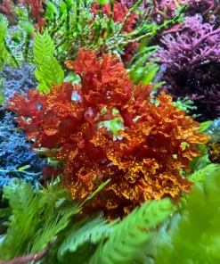 Burning Bush Macro Algae *Limted*   1-2'' piece