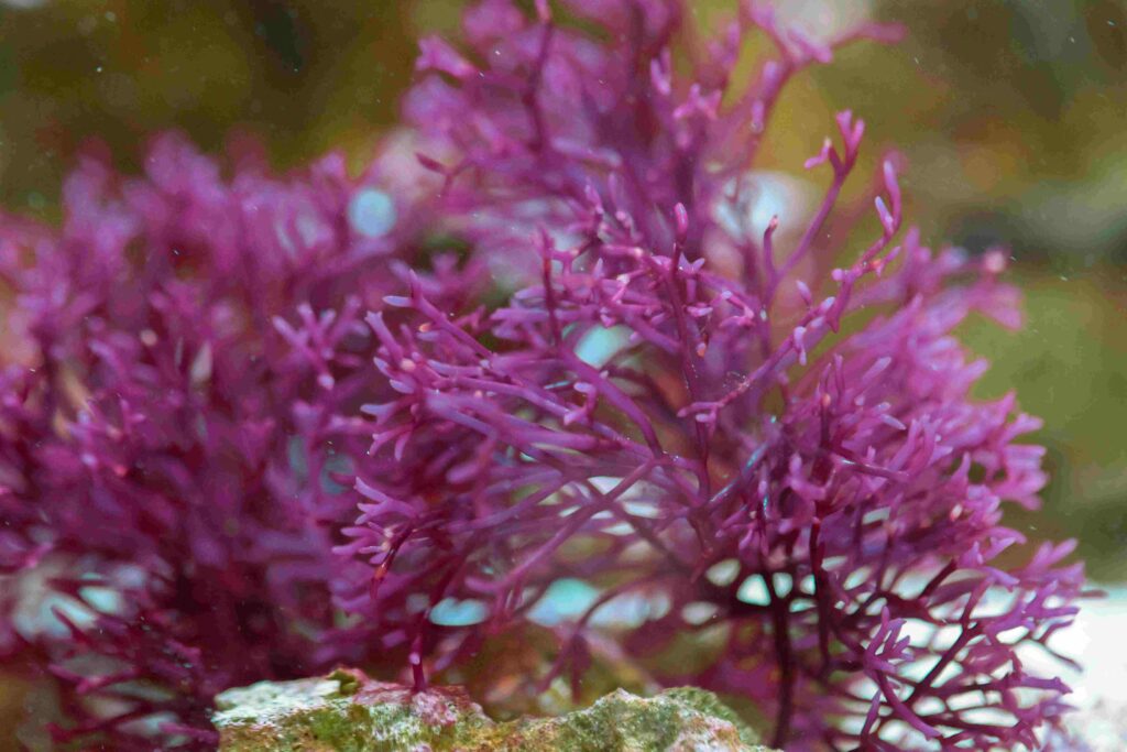 Frag Box Corals