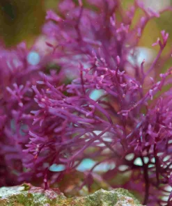 Small Red Ogo Macro Algae ** Very easy and fast growing species of macro algae (MV2)