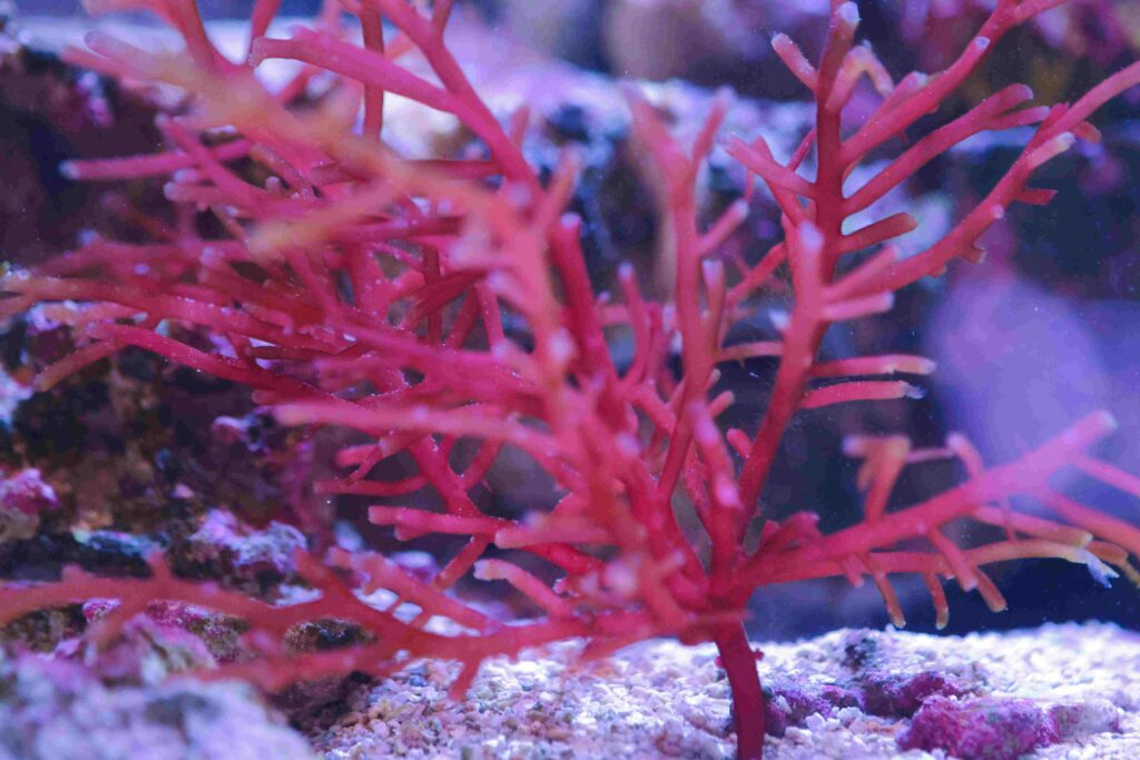 Frag Box Corals