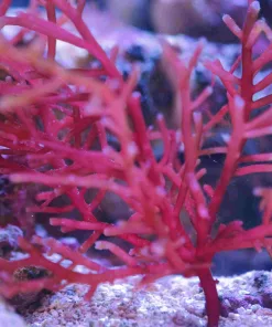 Red Brown Mexicana Macro Algae