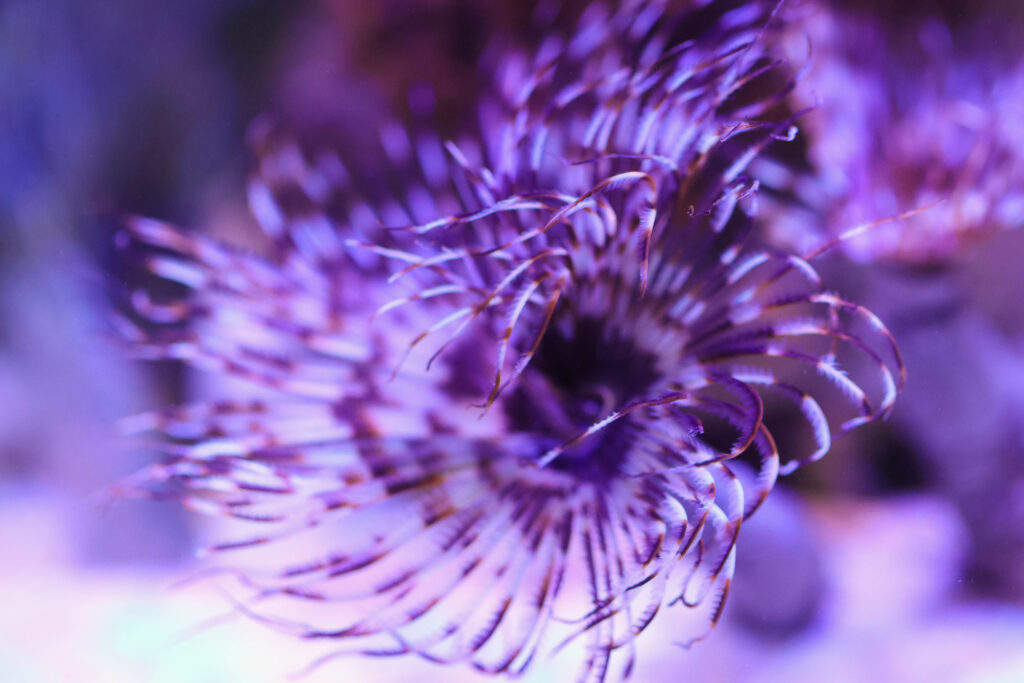 Frag Box Corals