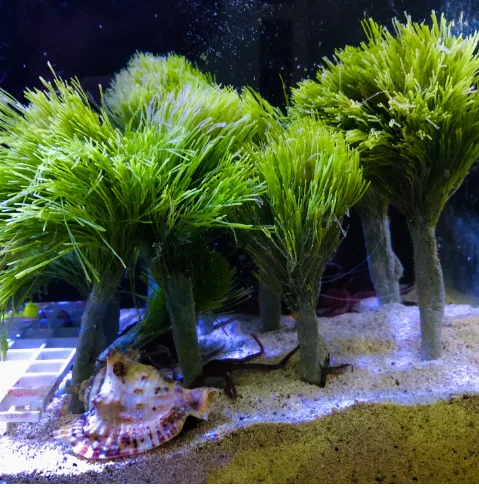Frag Box Corals