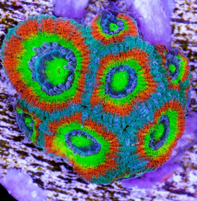 Frag Box Corals