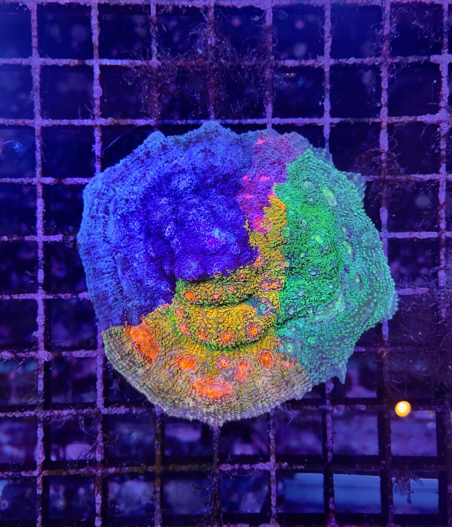 Frag Box Corals