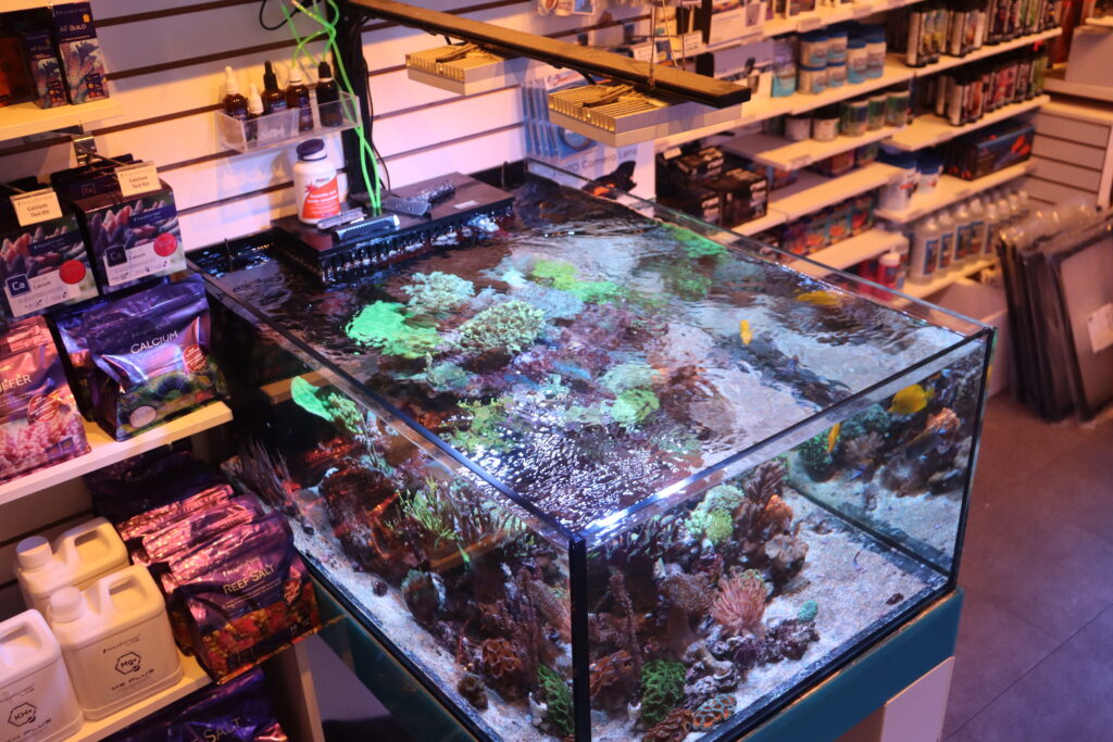 Frag Box Corals