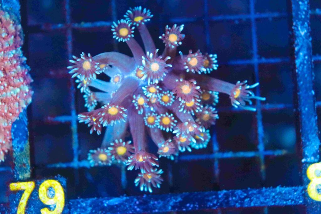 Frag Box Corals