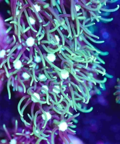 White Mouth GSP Frag (Row #36)