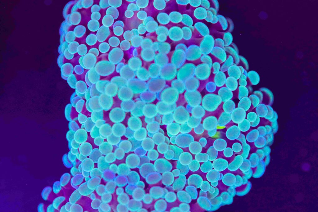 Frag Box Corals
