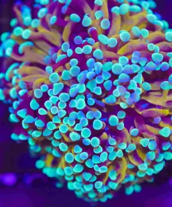 Blue Gold Hammer Coral