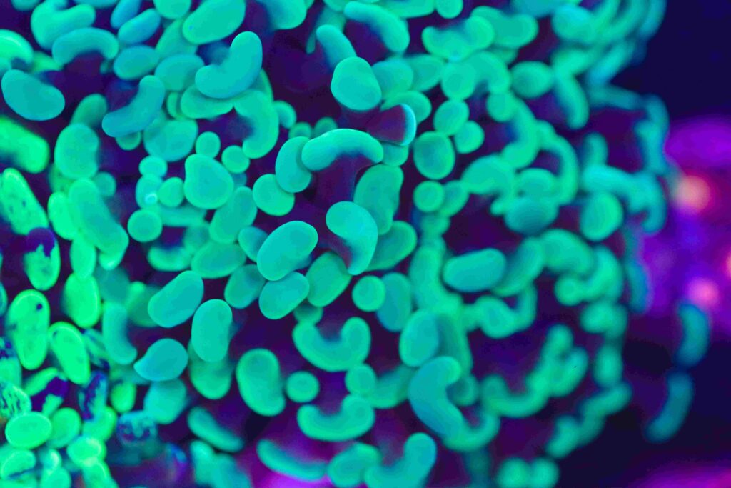 Frag Box Corals