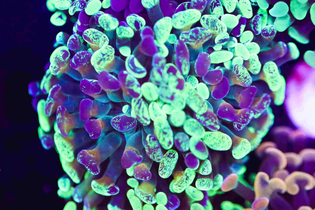 Frag Box Corals