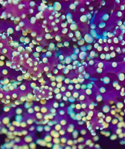 Golden Octospawn Coral