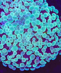 Blue Teal Hammer Coral