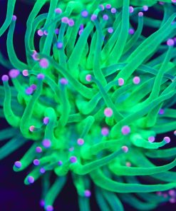 Pink Tip Torch Coral