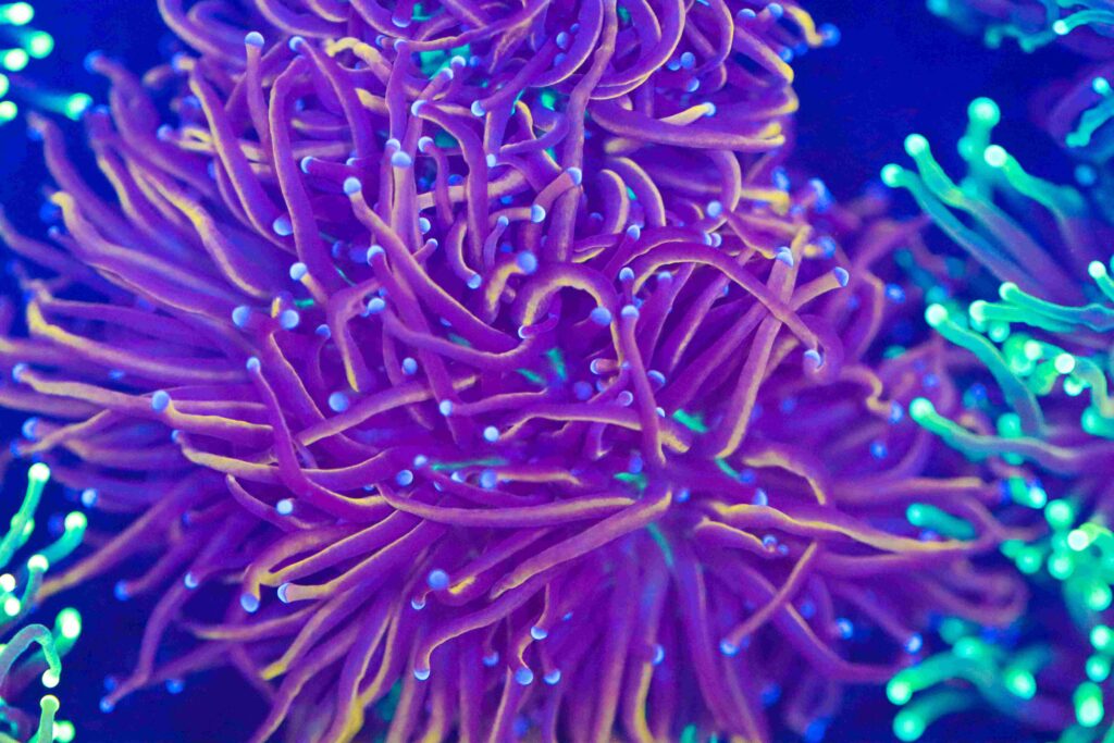 Frag Box Corals