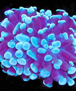 Blue Hammer Coral