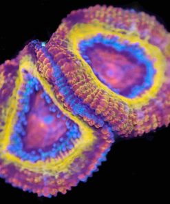 Golden Acan Coral