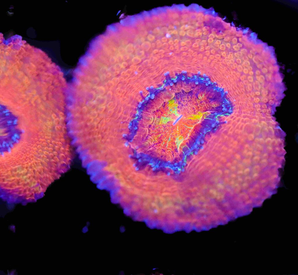 Frag Box Corals