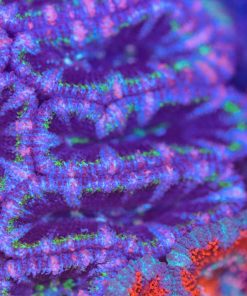 Purple Grape Acan