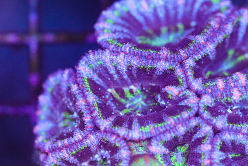 Frag Box Corals