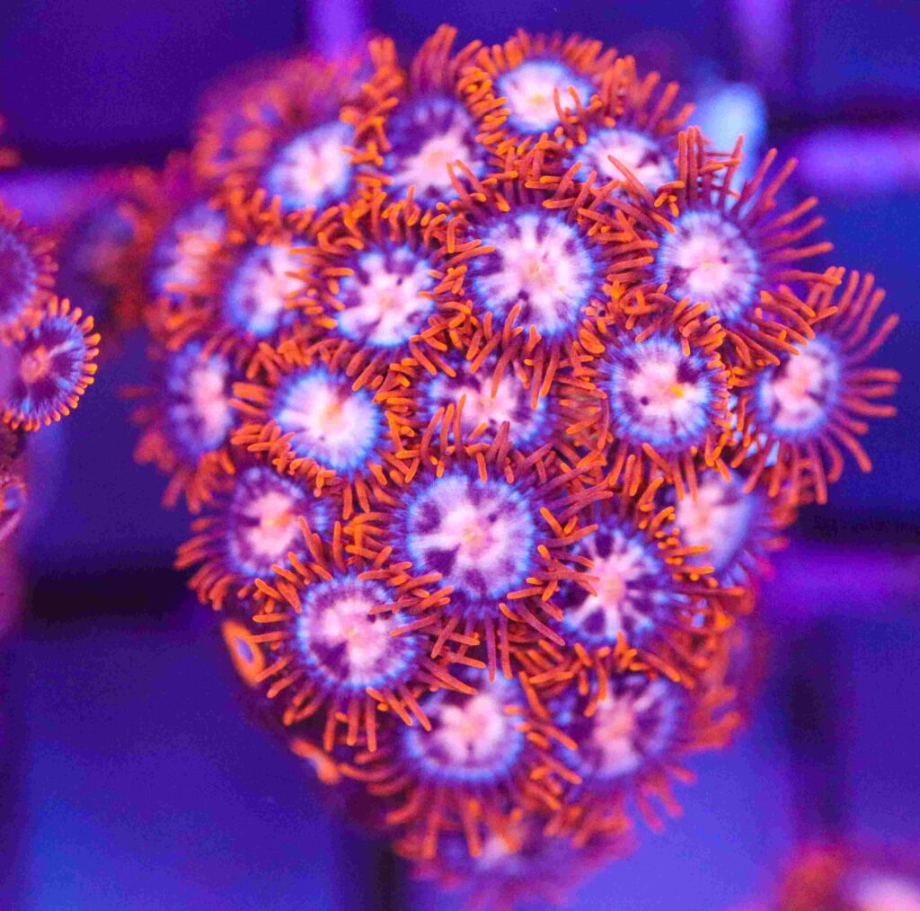 Frag Box Corals
