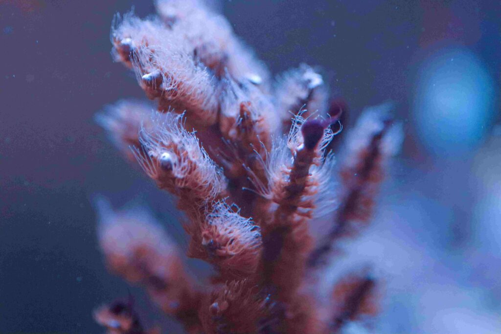 Frag Box Corals