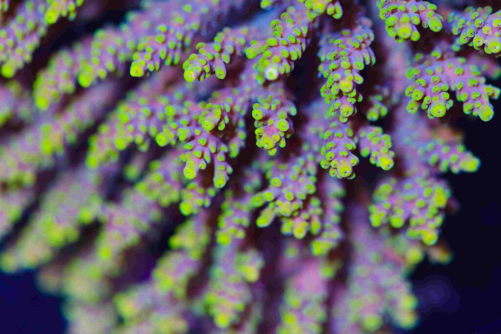 Frag Box Corals