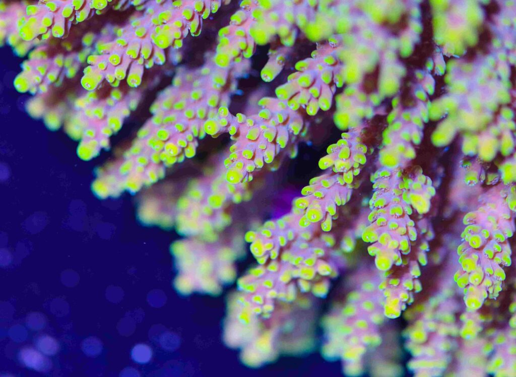 Frag Box Corals
