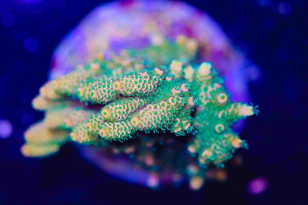 Frag Box Corals