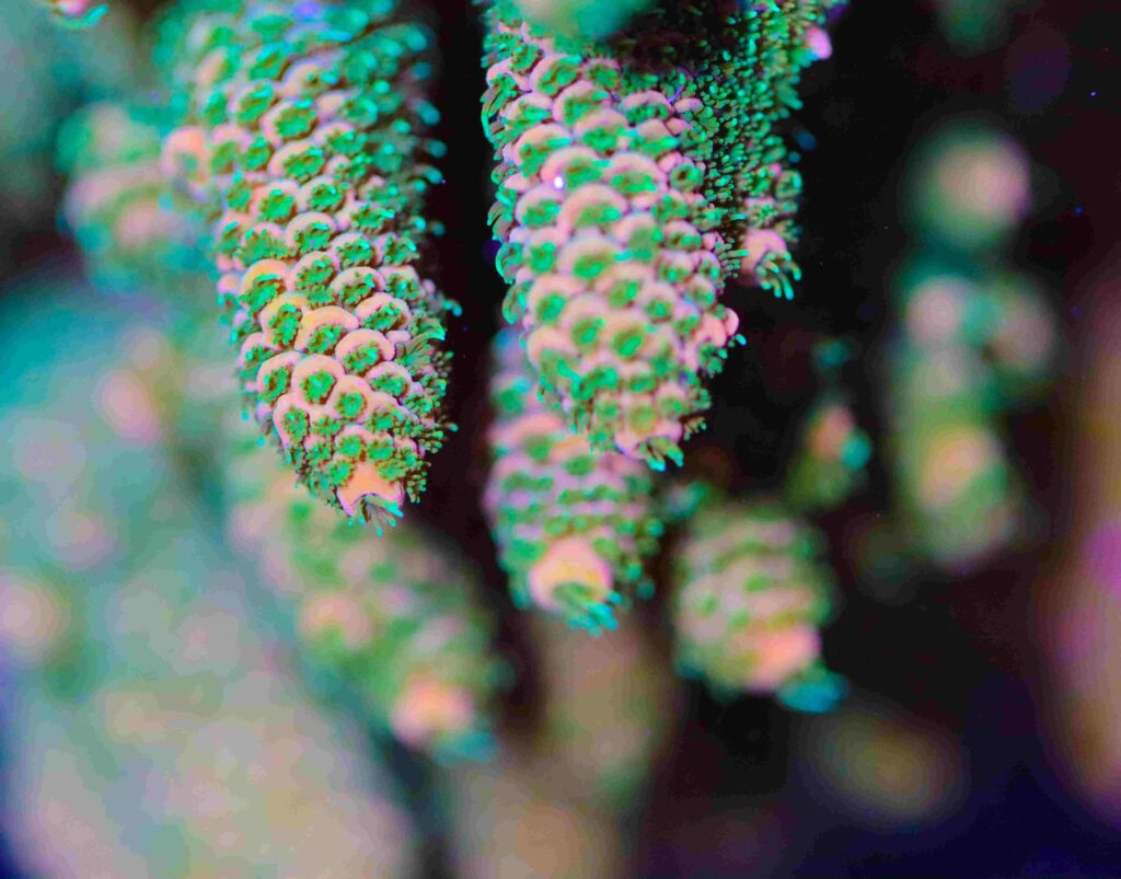 Frag Box Corals
