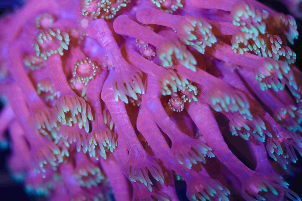 Frag Box Corals